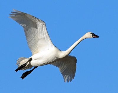 Swan Tundra D-051.jpg