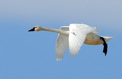 Swan Tundra D-052.jpg