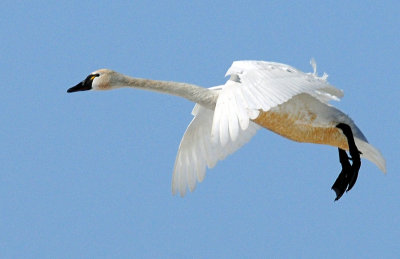 Swan Tundra D-053.jpg