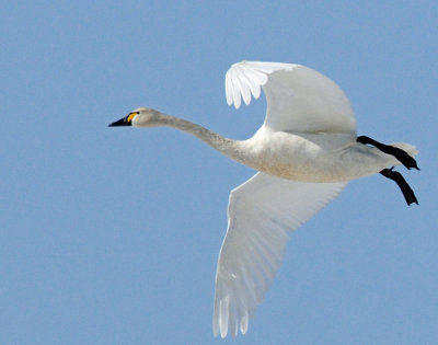 Swan Tundra D-055.jpg