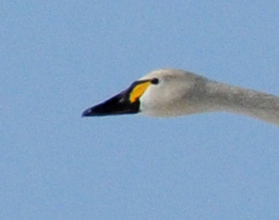 Swan Tundra D-059.jpg