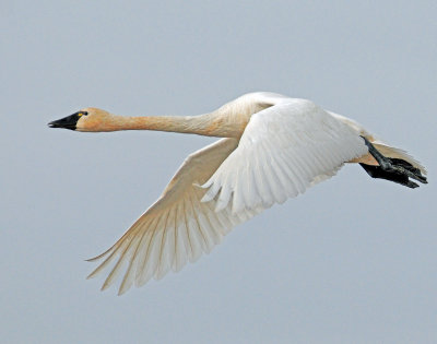 Swan Tundra D-071.jpg