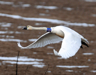 Swan Tundra D-076.jpg