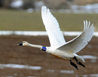 Swan Tundra D-077.jpg