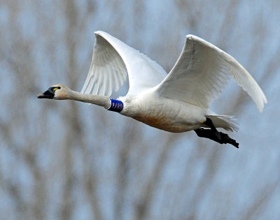 Swan Tundra D-079.jpg