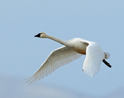 Swan Tundra D-082.jpg