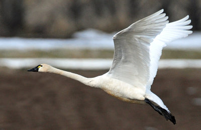 Swan Tundra D-091.jpg