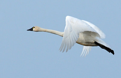 Swan Tundra D-092.jpg