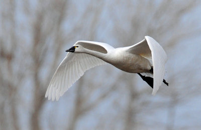 Swan Tundra D-093.jpg