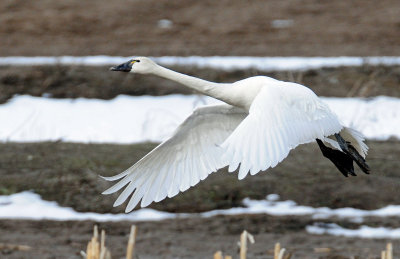 Swan Tundra D-095.jpg