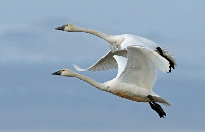 Swan Tundra D-098.jpg