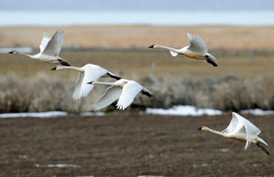 Swan Tundra D-101.jpg