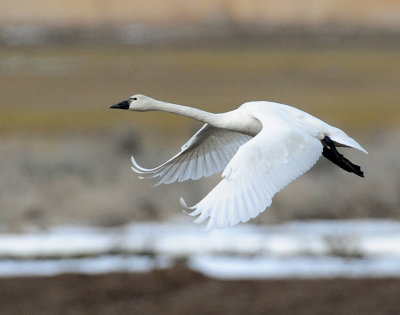 Swan Tundra D-110.jpg