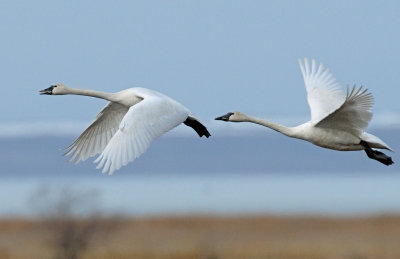 Swan Tundra D-112.jpg