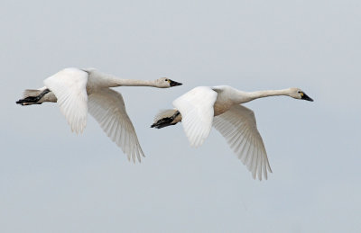 Swan Tundra D-119.jpg