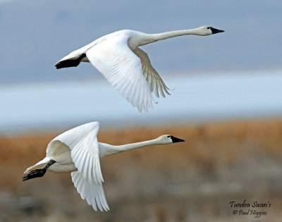 Swan Tundra D-121.jpg