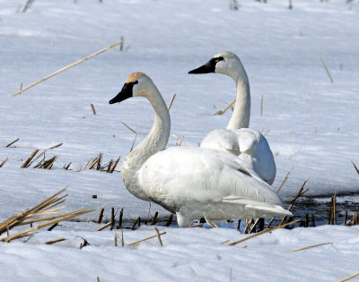 Swan Tundra D-057.jpg