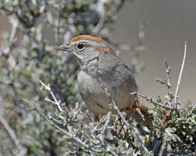 Sparrow's, Rufous-crowned
