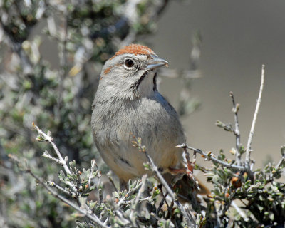 Sparrows, Rufous-crowned