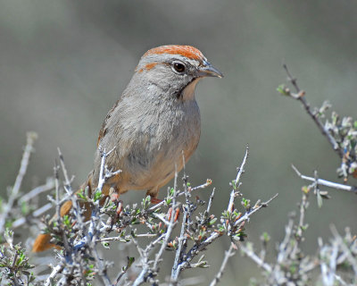 Sparrows, Rufous-crowned