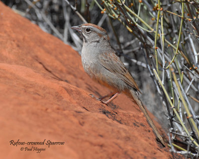 Sparrow, Rufous-crowned