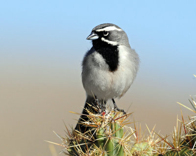 Sparrow's, Black-throated