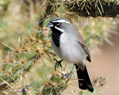 Sparrow's, Black-throated