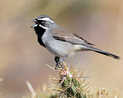 Sparrow's, Black-throated