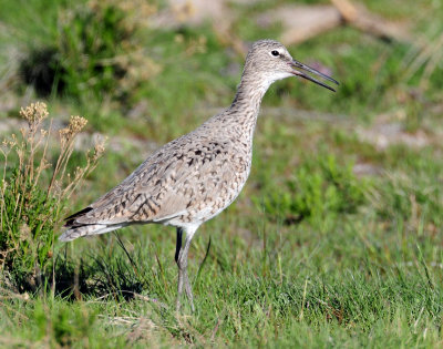 Willet