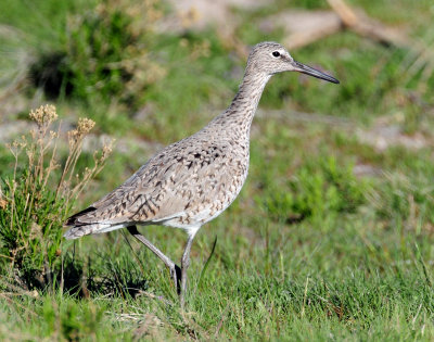 Willet  (April 12, 2013)