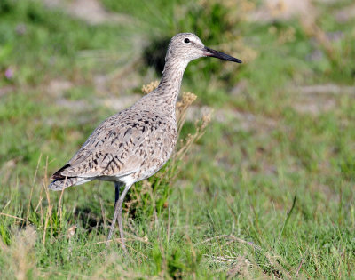 Willet