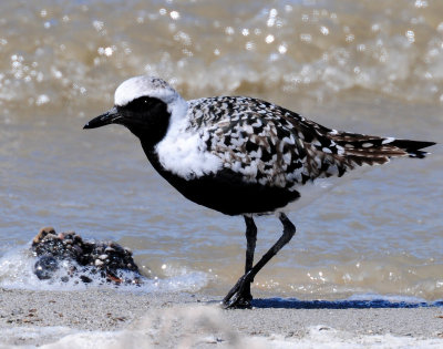 Plover, Black-bellied (April 23, 2013)