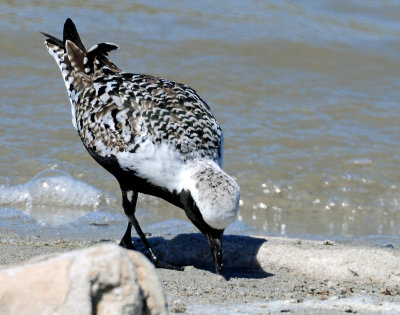 Plover, Black-bellied