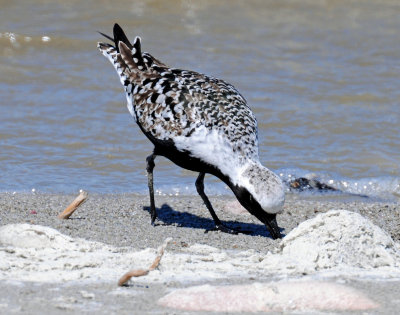 Plover, Black-bellied