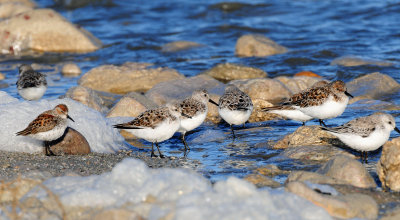 Sanderlings & Western Sandpiper