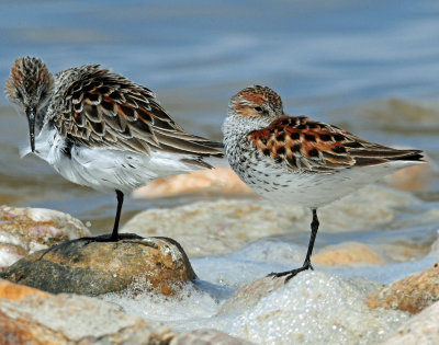 Sandpipers, Western