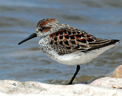 Sandpipers, Western