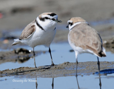 Plovers Snowy