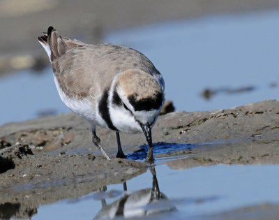 Plovers Snowy