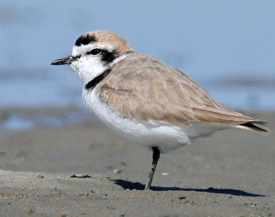 Plovers Snowy