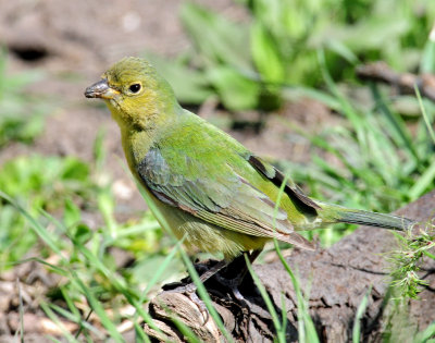 Bunting, Painted (Female, or 1st year male)