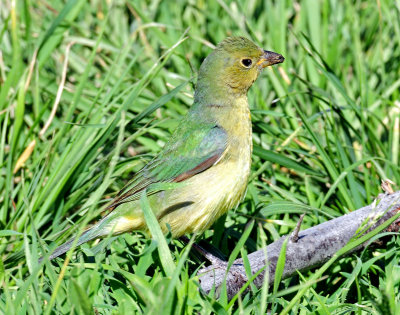 Bunting, Painted (Female, or 1st year male)