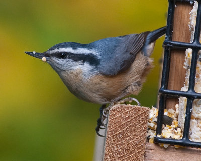 Red Breasted Nuthatch on Feeder-1