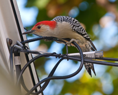 Red--bellied Woodpecker on Wire-1