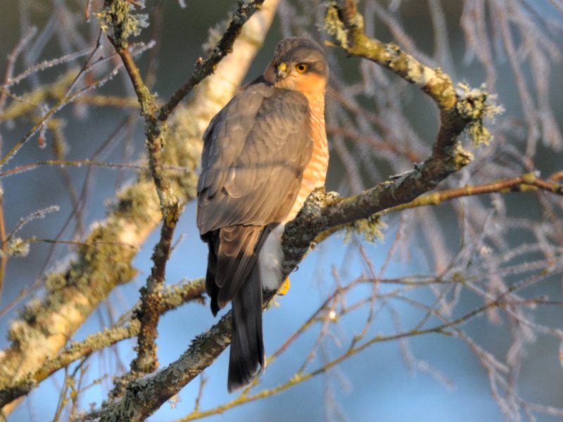 Accipiter nisus, Eurasian Sparrowhawk, Sparvhk 