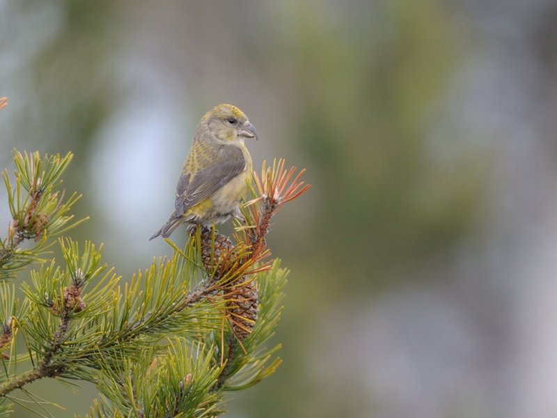 Loxia curvirostra, Common Crossbill, Mindre korsnbb 