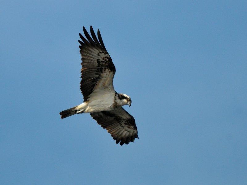 Pandion haliaetus, Osprey, Fiskgjuse