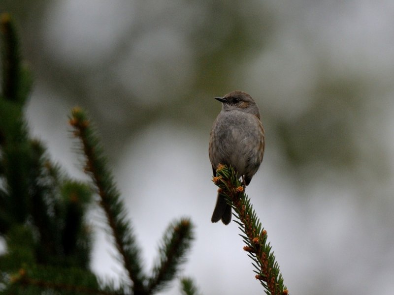Prunella modularis, Dunnock, Jrnsparv 