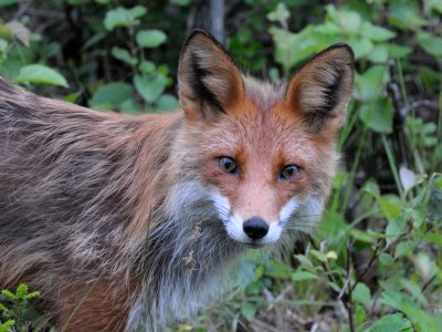 Vulpes vulpes, Red fox, Rdrv