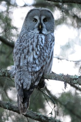 Strix nebulosa, Great Grey Owl, Lappuggla 